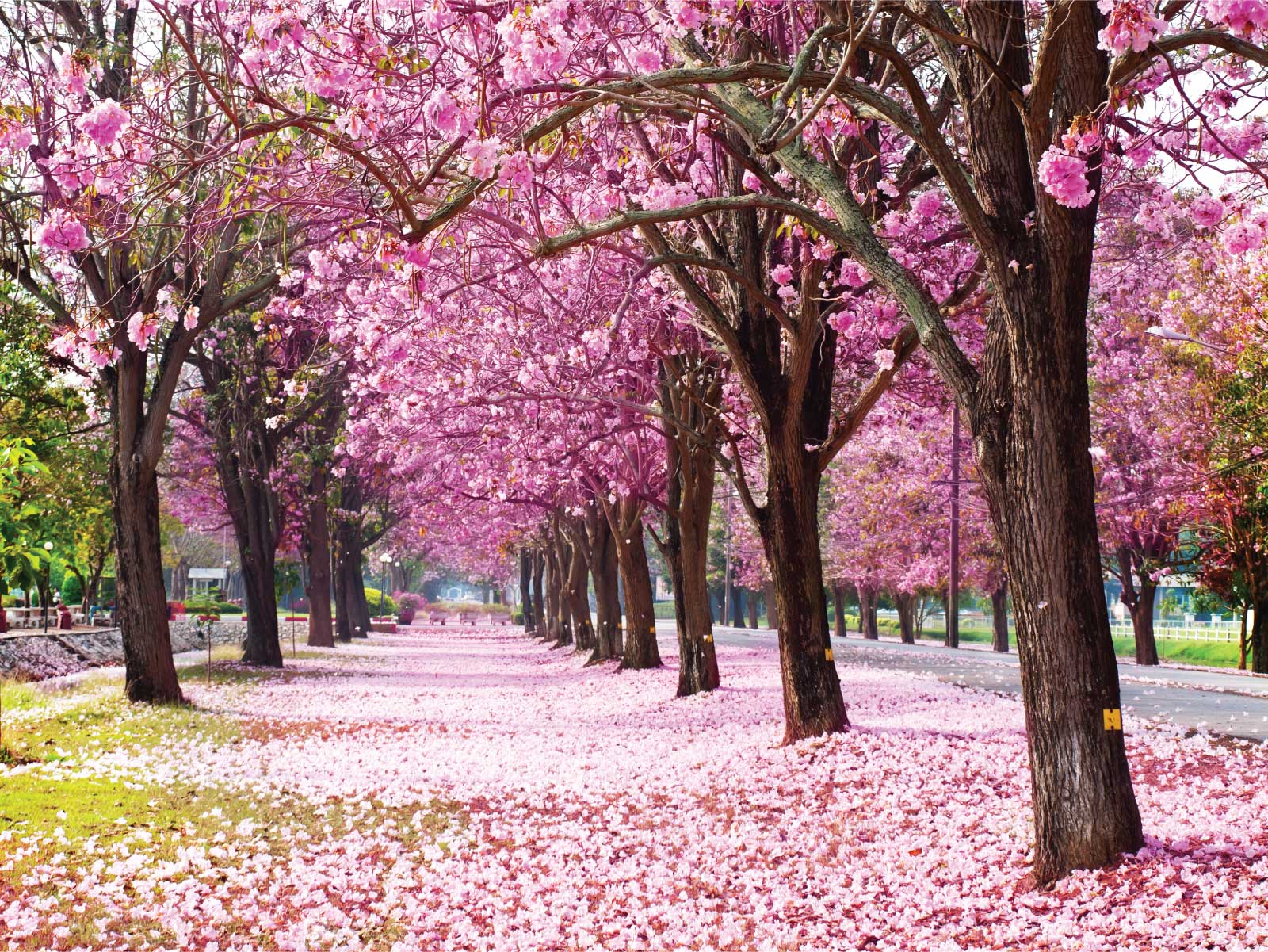 Con đường hoa kèn hồng những hình ảnh đẹp nhất