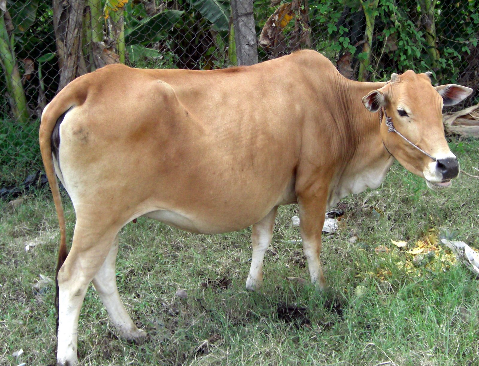 Hình ảnh con bò vàng phương nam đẹp nhất