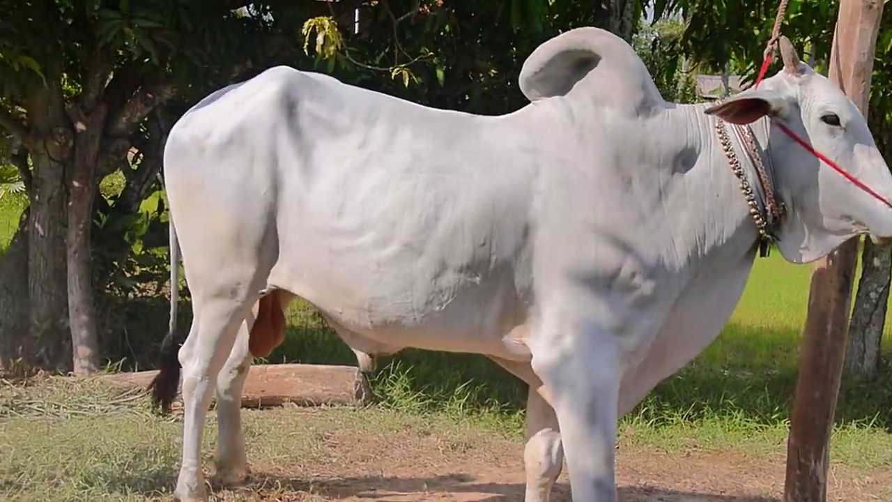 Hình ảnh về con bò sữa đẹp nhất
