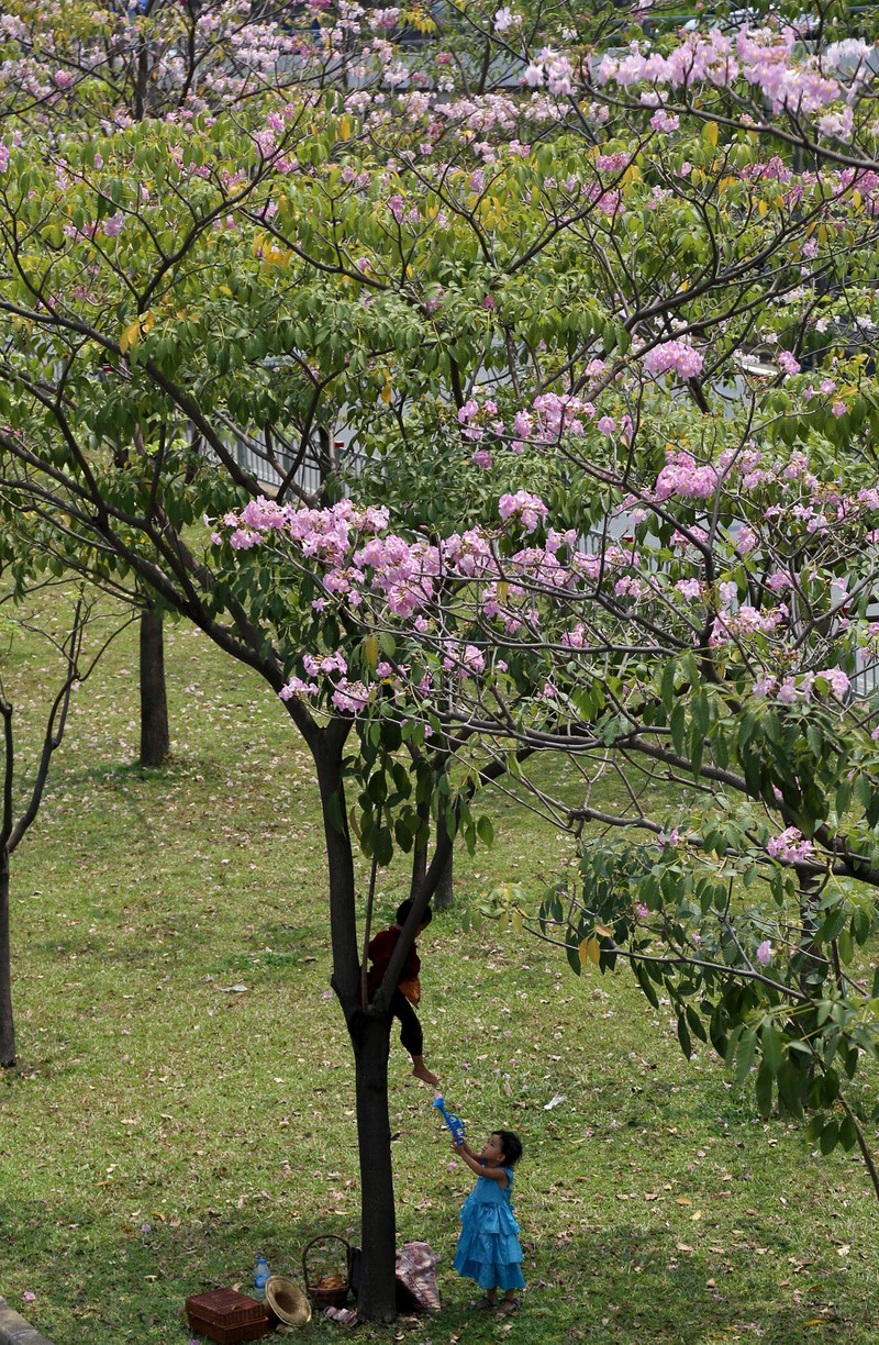 Hình ảnh vườn hoa kèn hồng Sài Gòn đẹp nhất