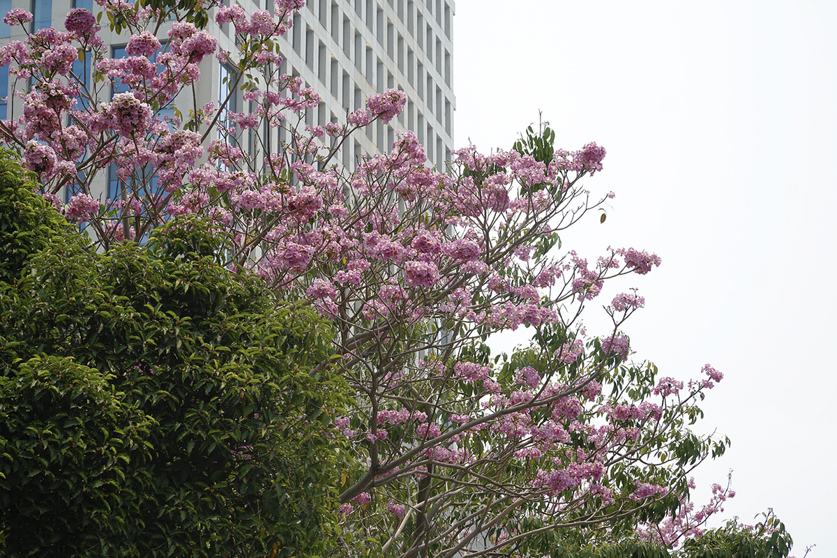 Hoa kèn hồng Sài Gòn những hình ảnh đẹp nhất