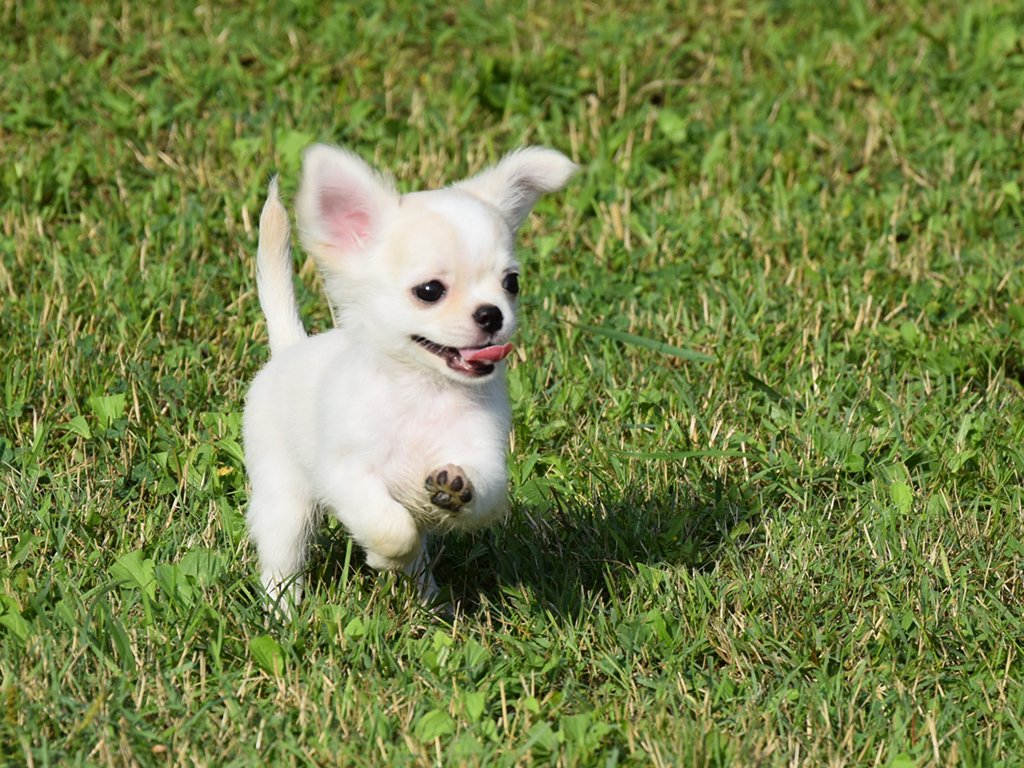 Tổng hợp 50 hình ảnh chó Chihuahua thuần chủng Siêu ngộ nghĩnh