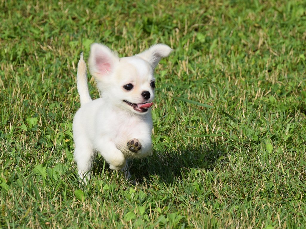 Ảnh chó chihuahua mini