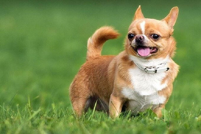 Hình ảnh những chú chó Chihuahua đẹp nhất