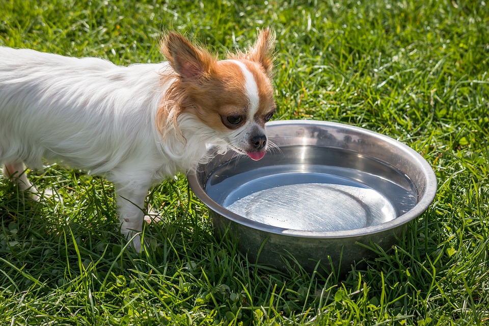 Hình ảnh chó chihuahua đang uống nước