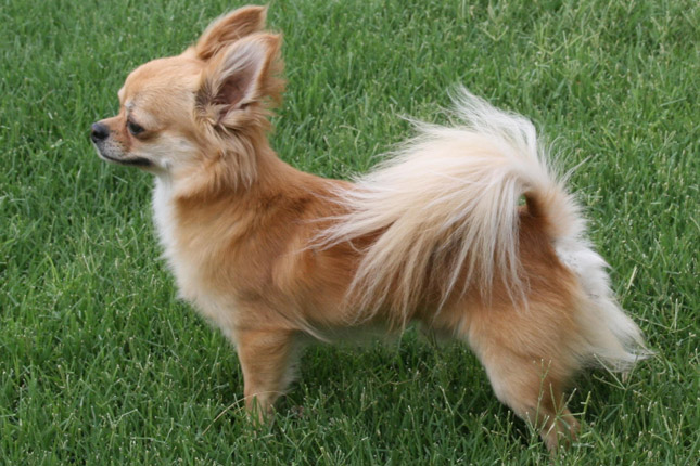 Hình ảnh chó chihuahua vàng lông dài