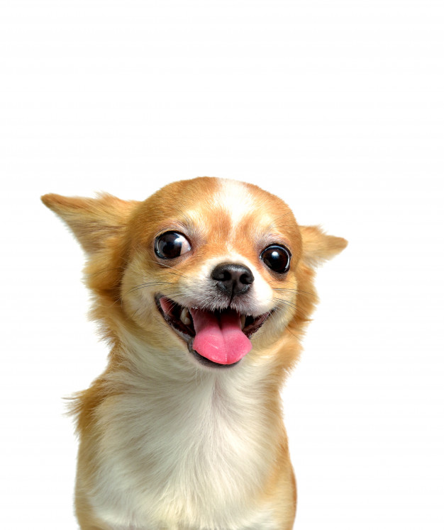 Hình ảnh những chú chó Chihuahua đẹp nhất