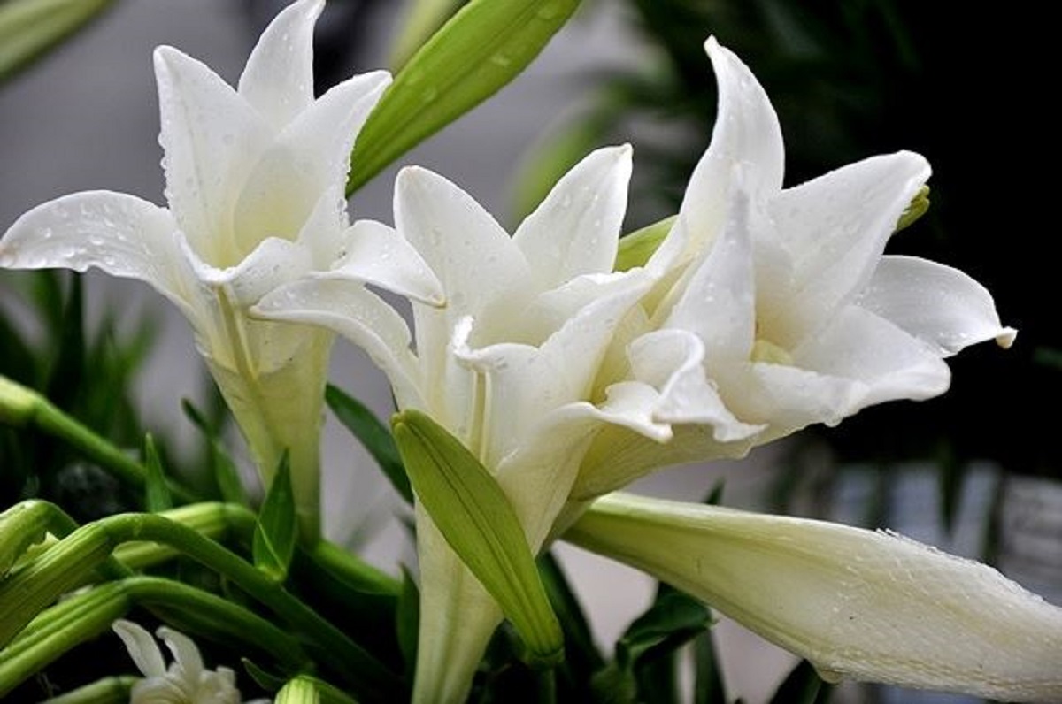 Hoa loa kèn trắng ảnh đẹp nhất
