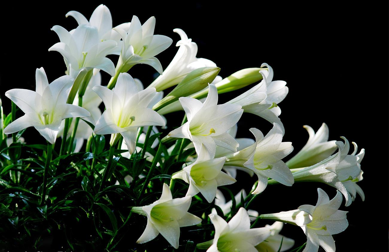 Hoa loa kèn trắng hình ảnh đẹp