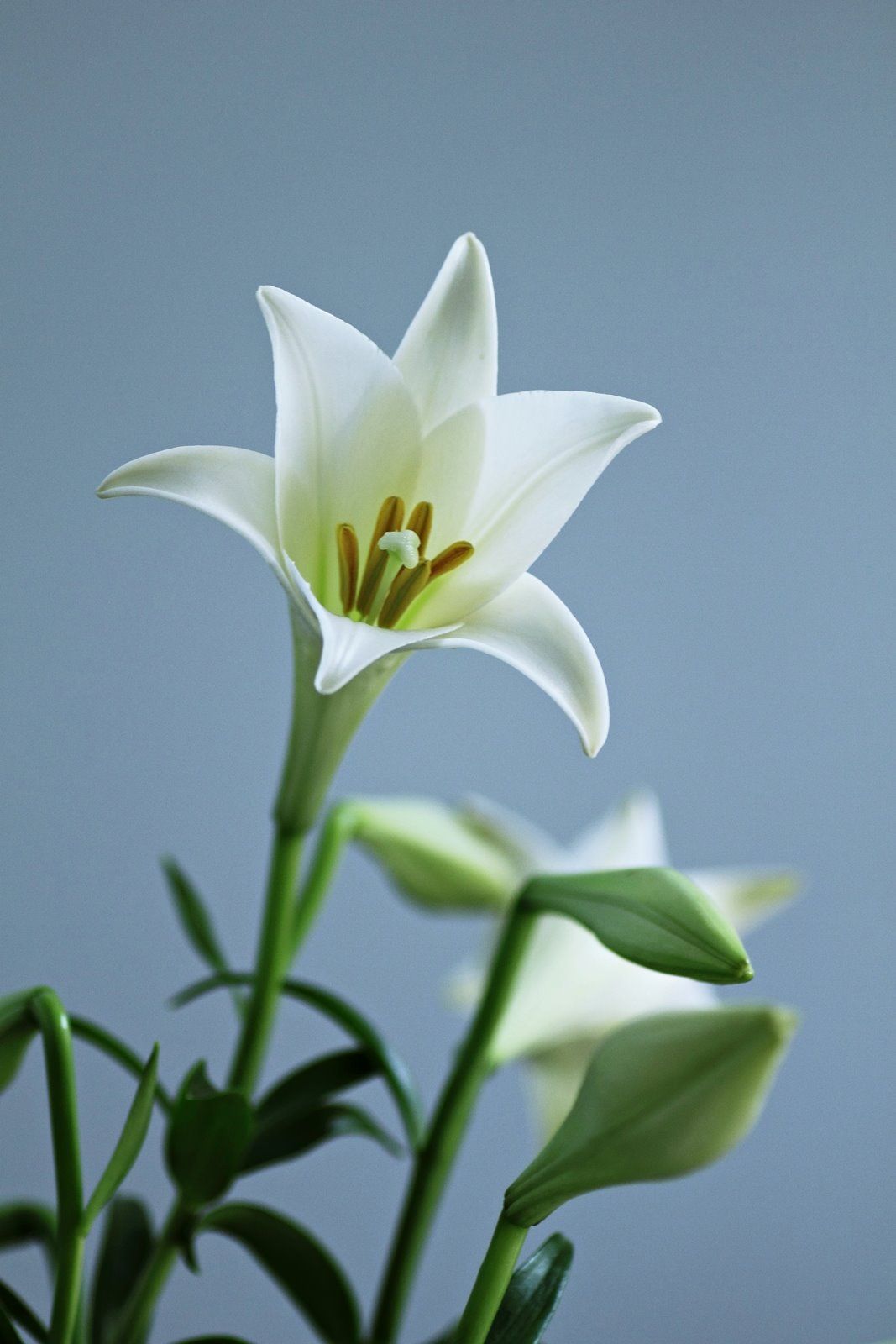 Hình ảnh những bông hoa màu trắng