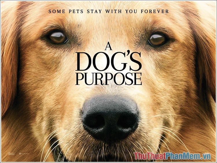 A Dog's Purpose – Mục đích sống của một chú chó (2017)