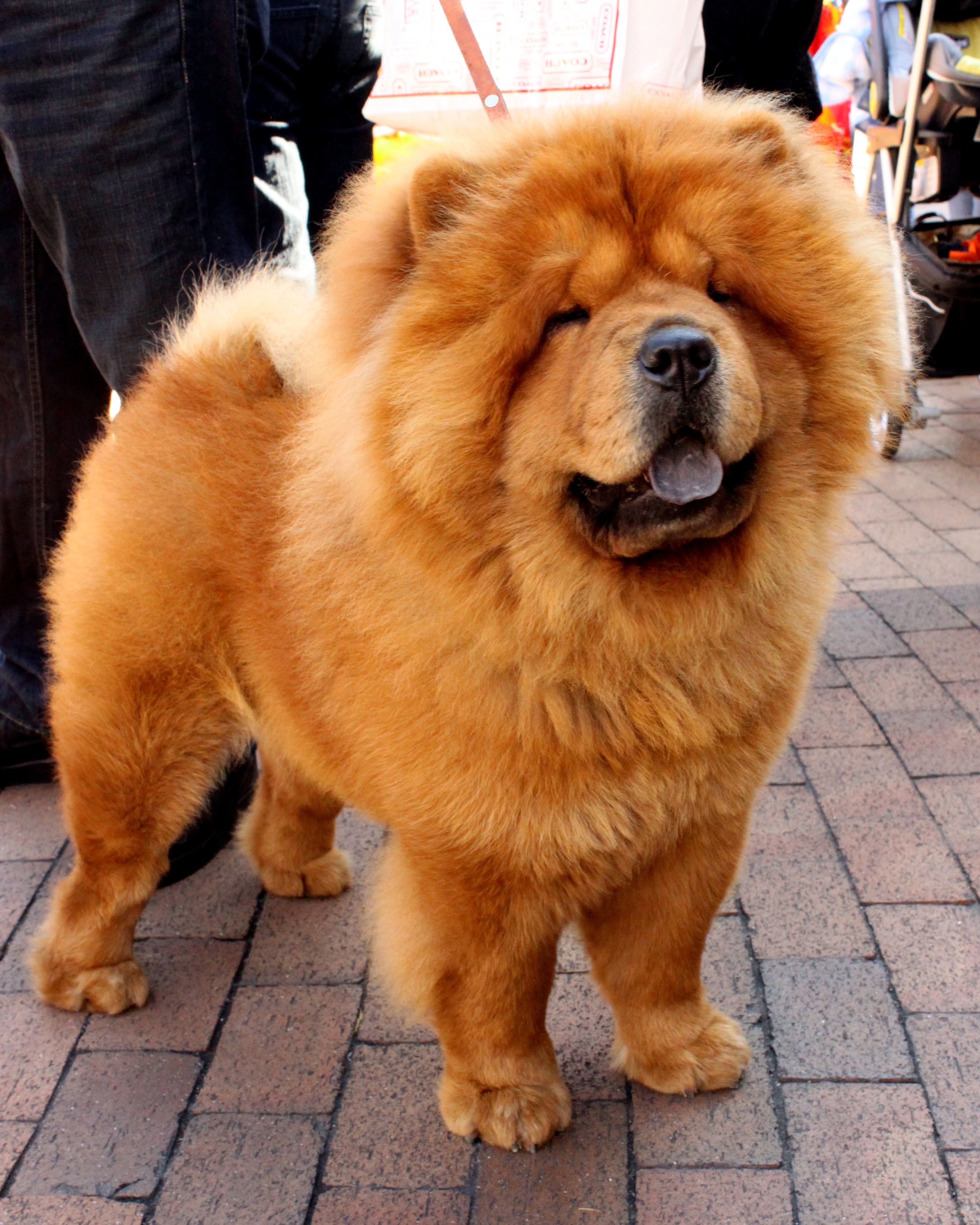 H nh nh Ch Chow Chow p Nh t