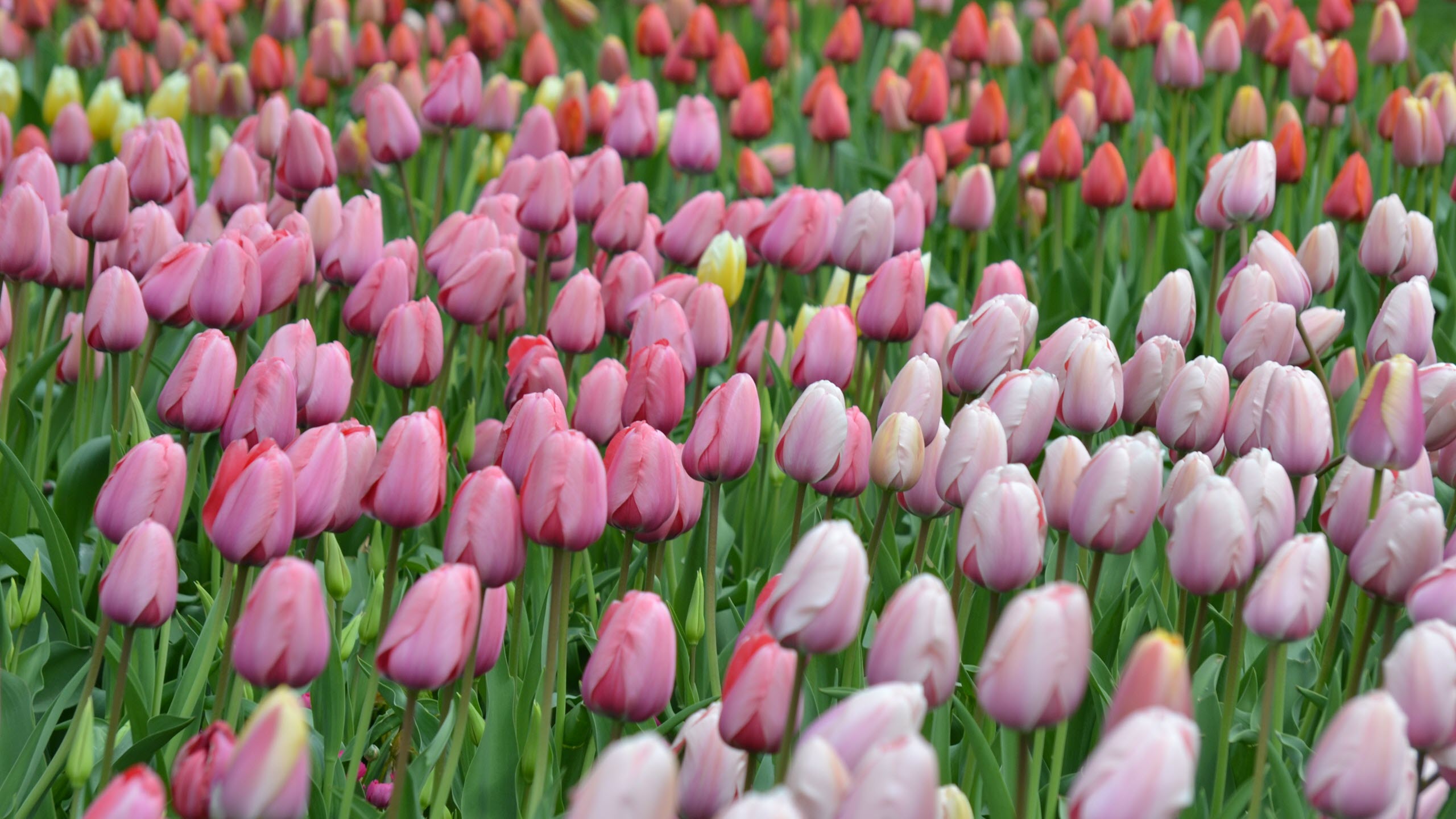 Hình nền hoa Tulip mùa xuân đẹp