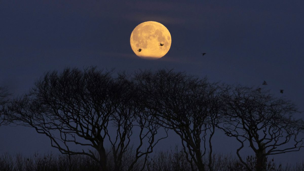 Hình ảnh siêu trăng đẹp mắt trong rừng hoang dã