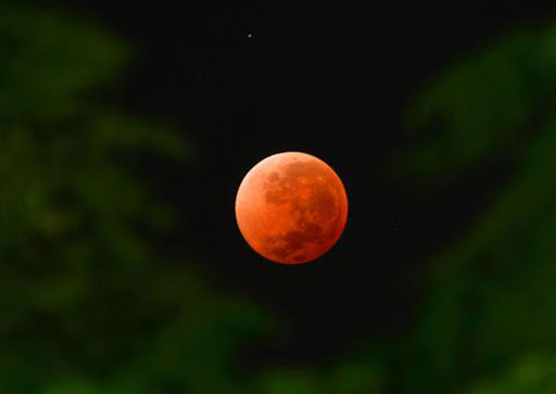 Hình ảnh siêu trăng đỏ máu xem qua kẽ lá