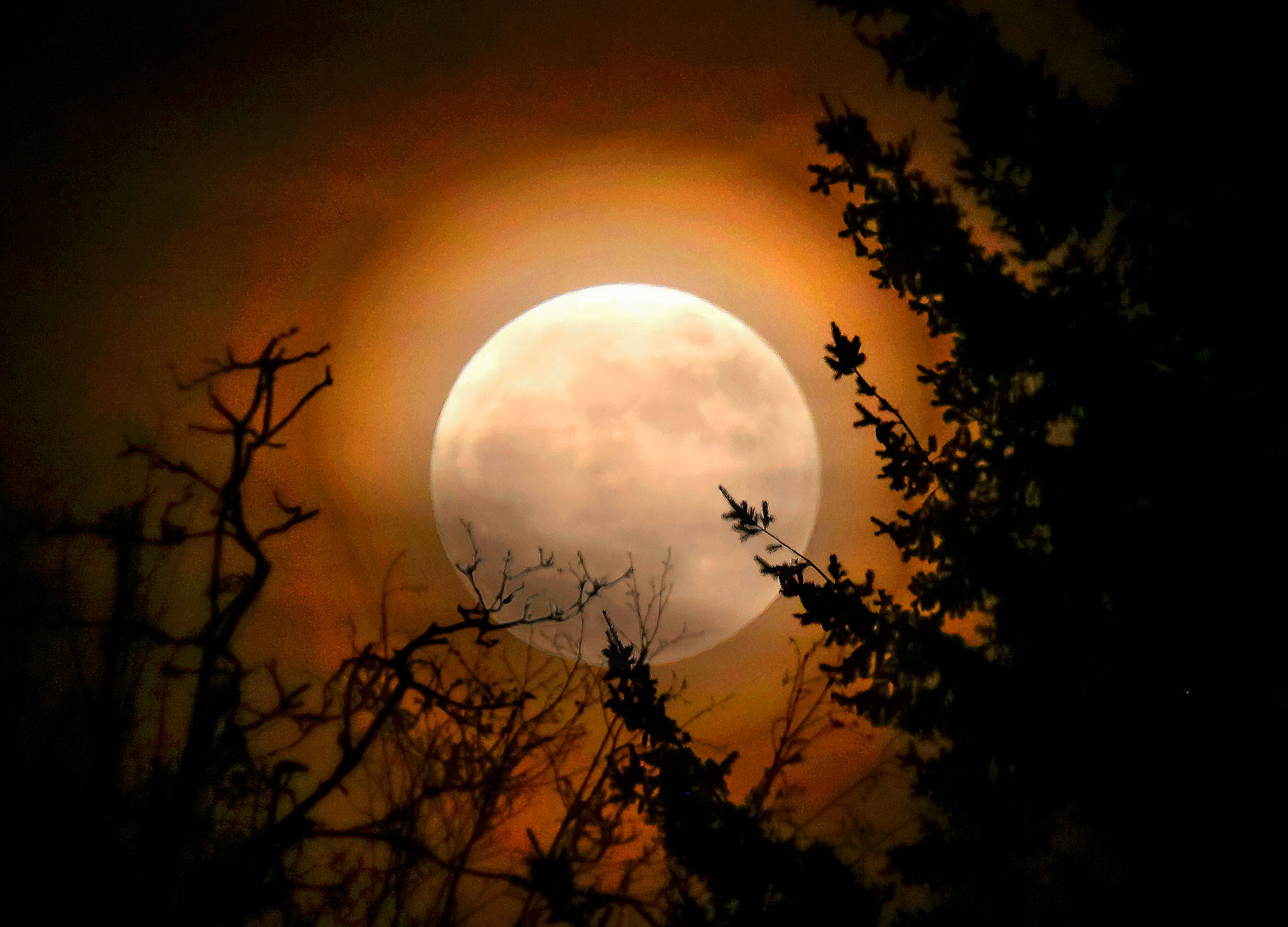 Hình ảnh siêu trăng vầng cam trong rừng cây