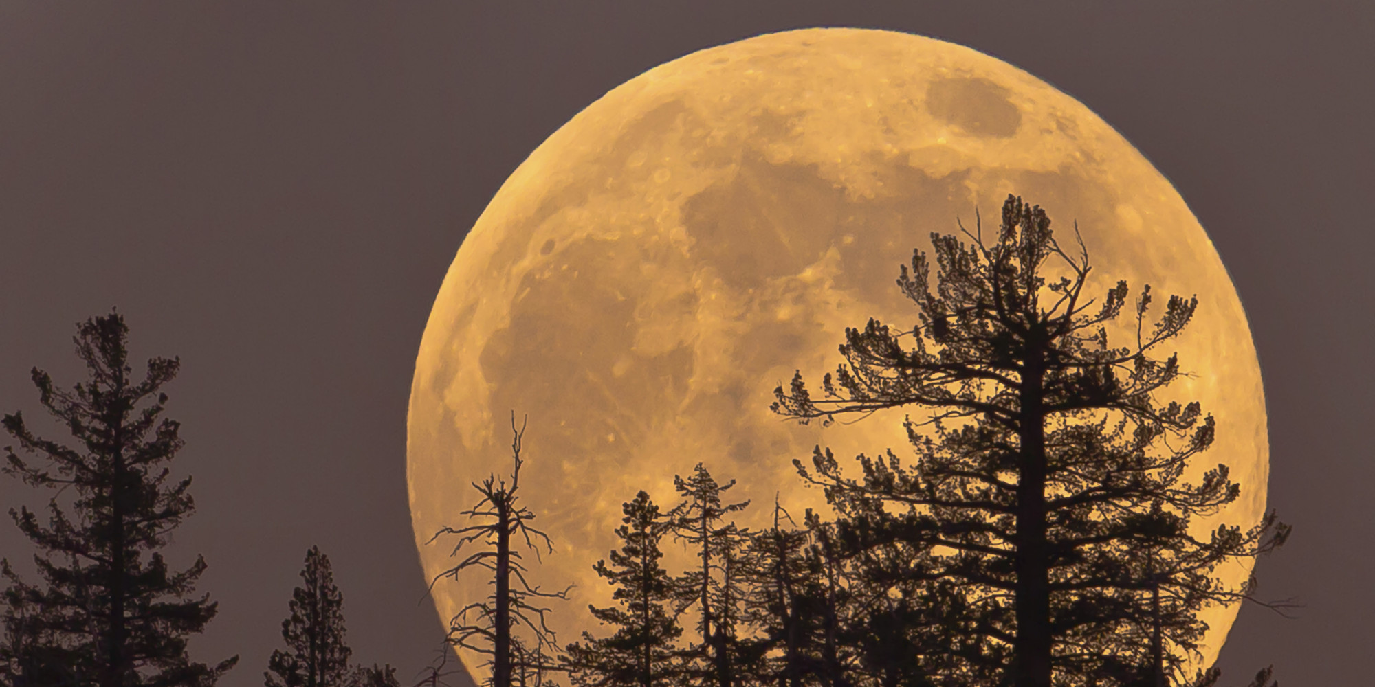 Hình ảnh siêu trăng vàng trong rừng thông