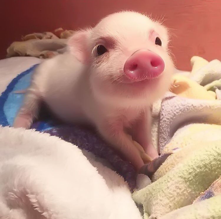 Hình Hình ảnh Con Lợn Dễ Thương Cute Đáng Yêu Nhất