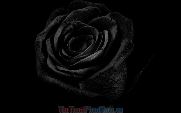 ảnh nền hoa hồng đen