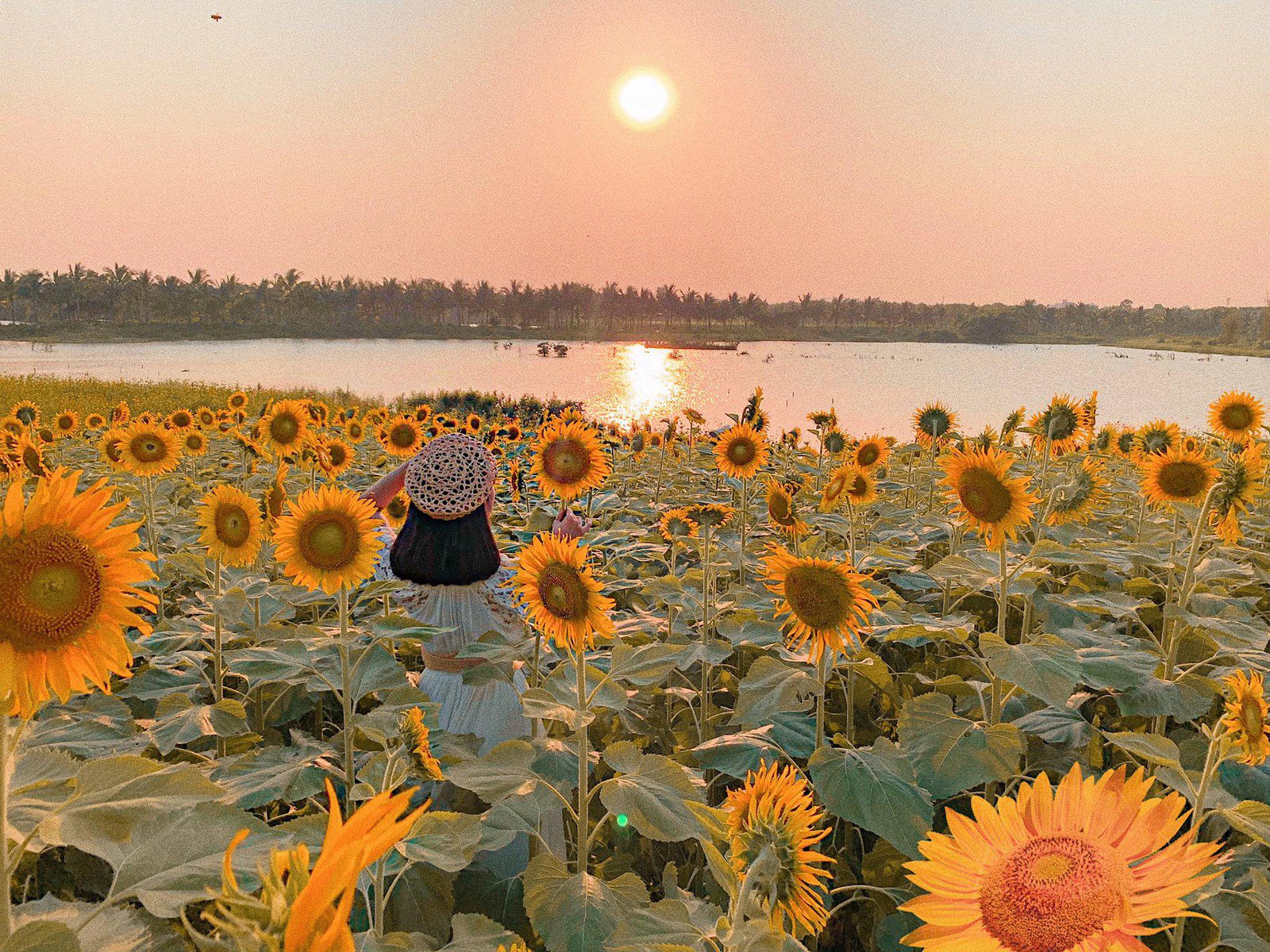 Cánh đồng hoa hướng dương của mặt trời
