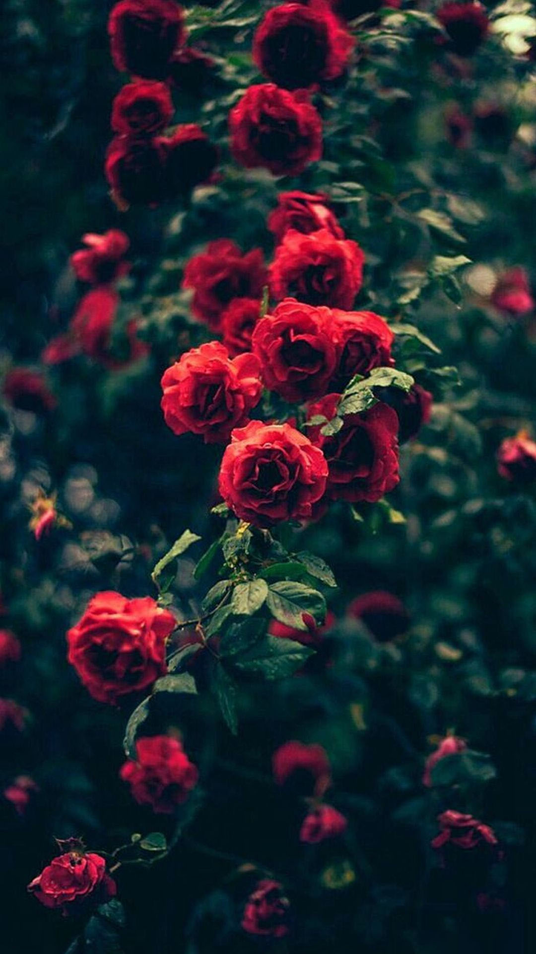 Hình nền zalo hoa hồng