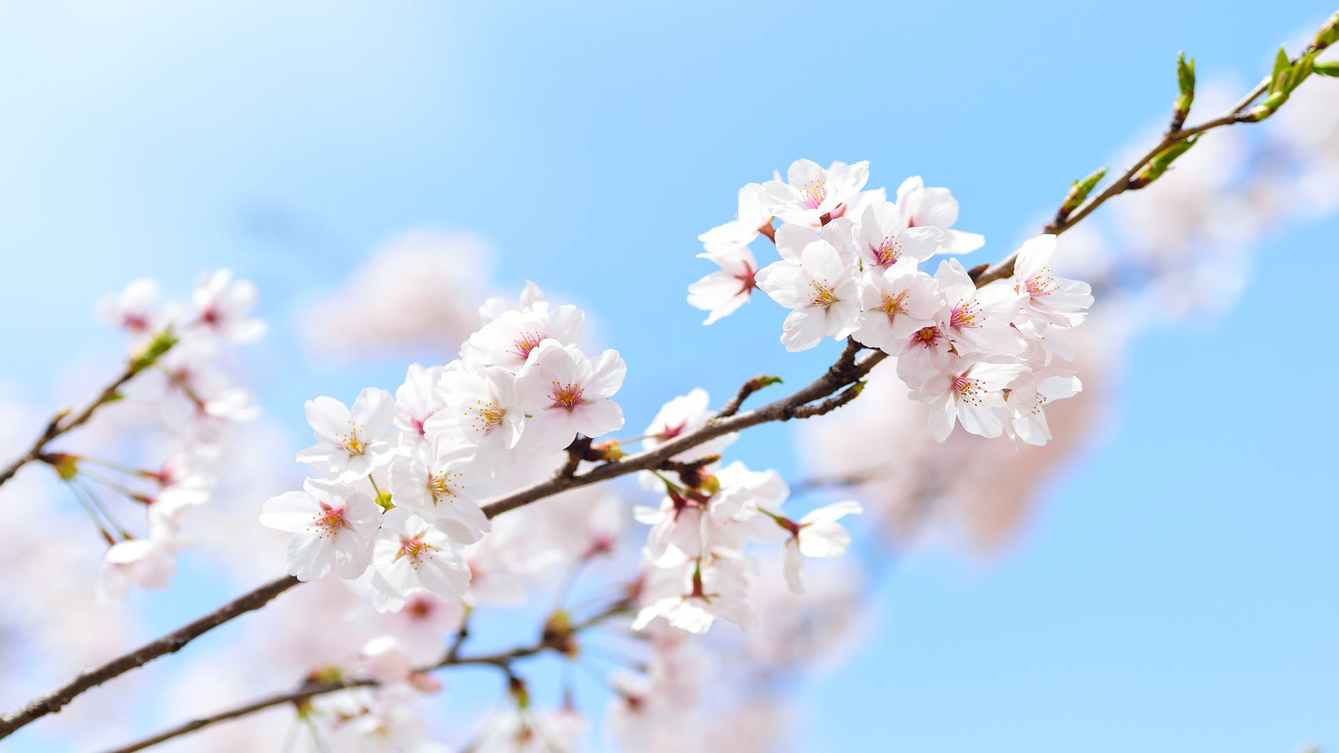 50 Hình nền hoa anh đào đẹp nhất của đất nước Nhật Bản  Hoa anh đào Phong  cảnh Hình ảnh