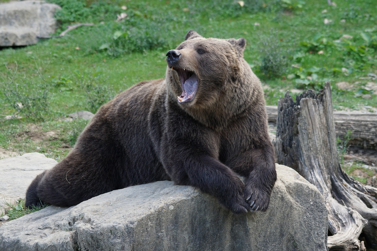 Hình ảnh một con gấu xinh đẹp mệt mỏi