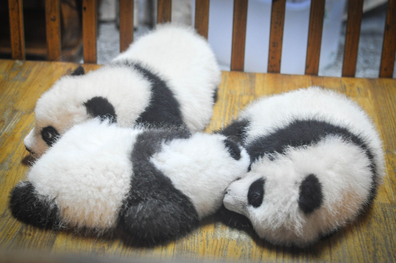 Hình hình họa panda mệt rũ rời xứng đáng yêu