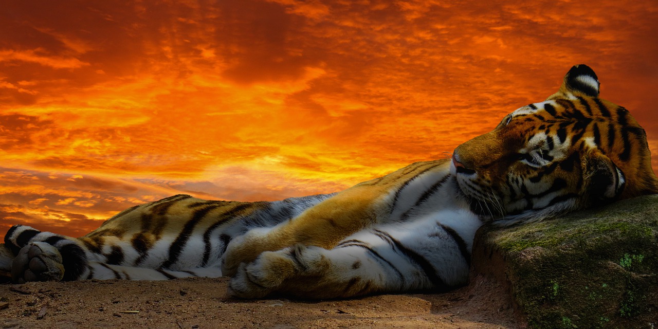 Hình ảnh một con hổ xinh đẹp mệt mỏi