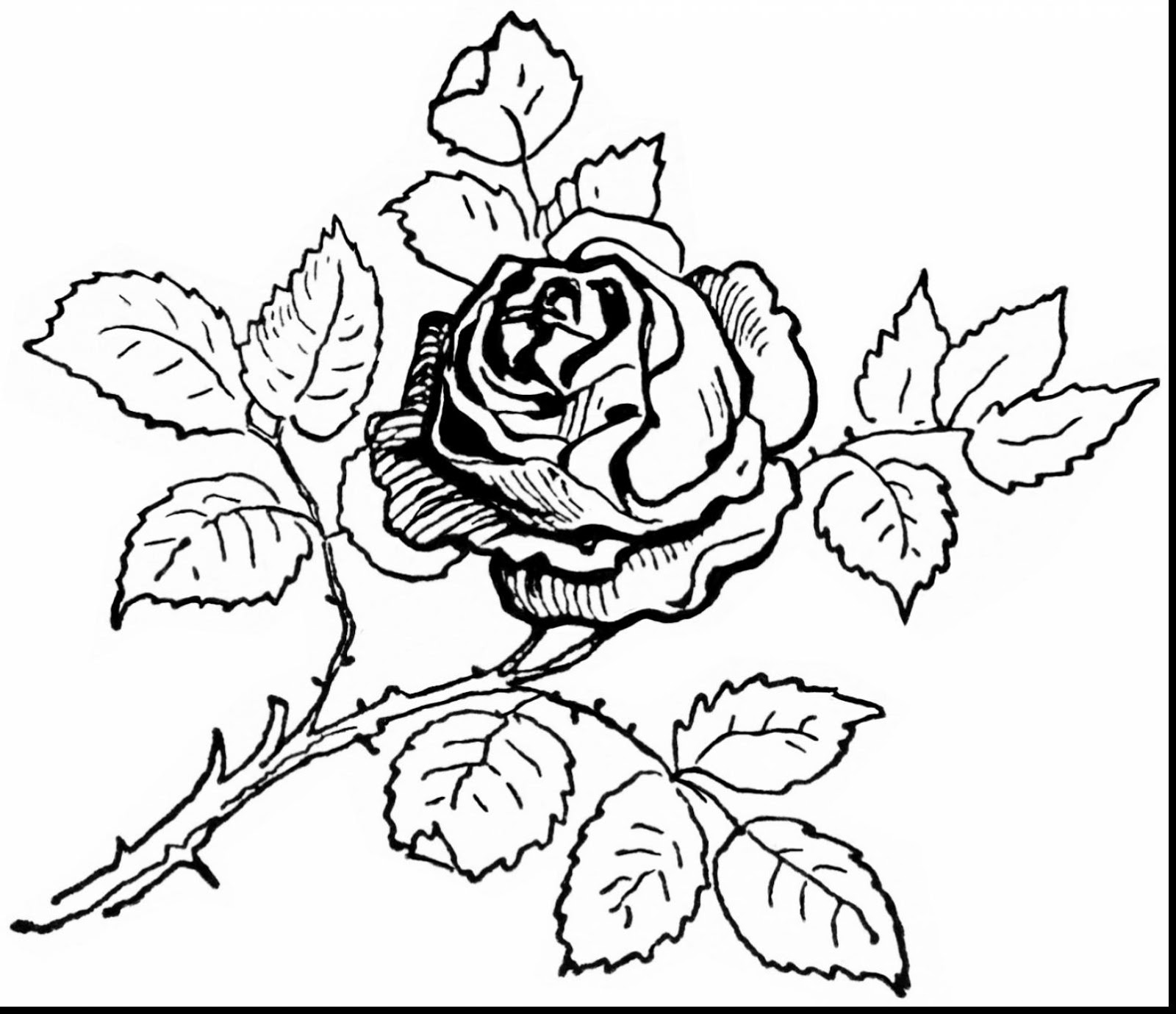Cách vẽ hoa hồng  Dạy Vẽ