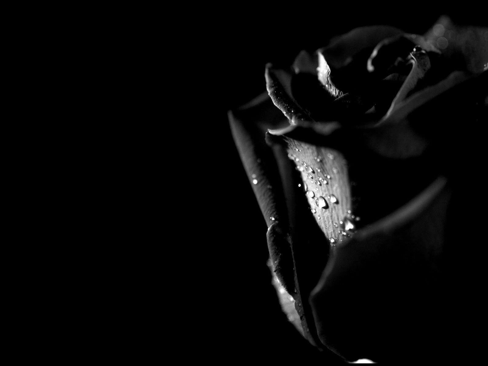 Bật mí ý nghĩa hoa hồng đen không phải ai cũng biết 