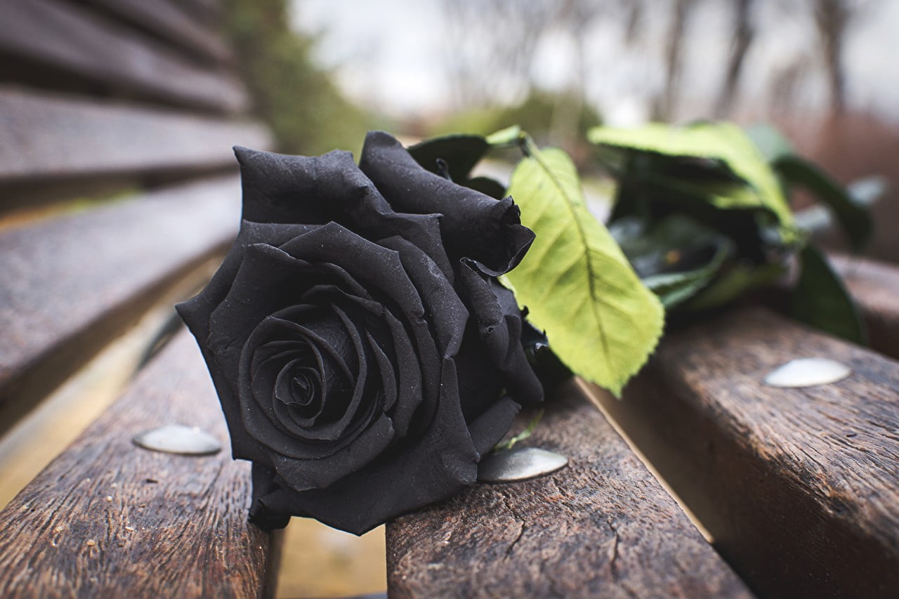 Bông hoa hồng đen cực đẹp nằm trên băng ghế