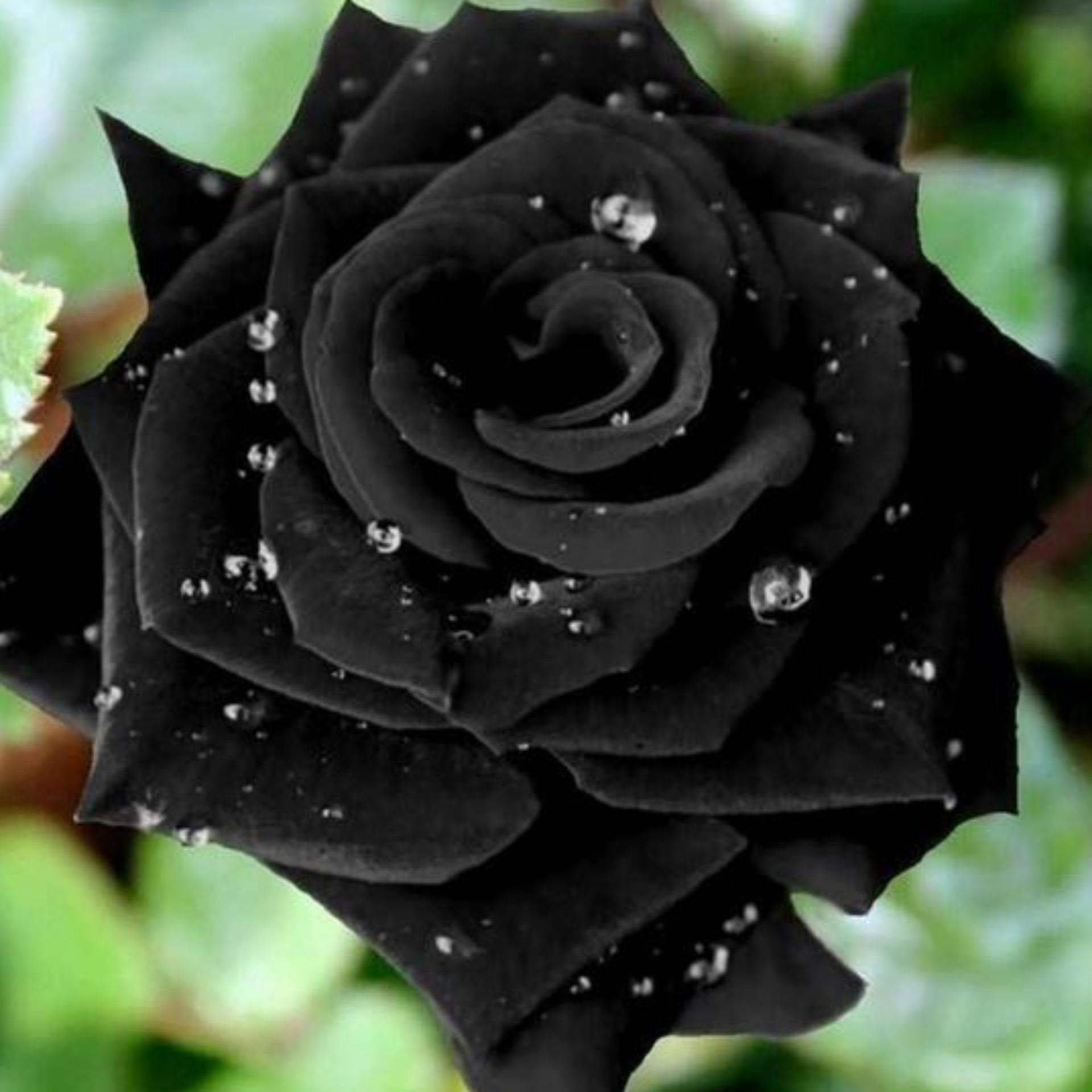 Bông hoa hồng đen nở rộ đẫm nước rất đẹp