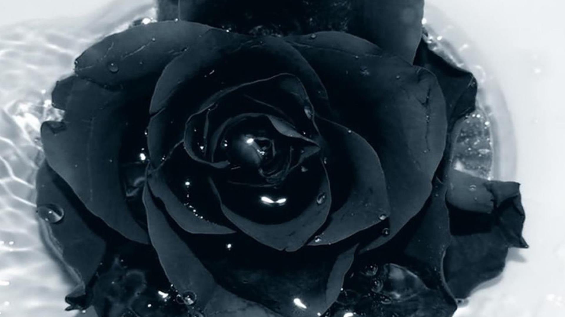Bông hoa hồng đen với nước đọng cực đẹp