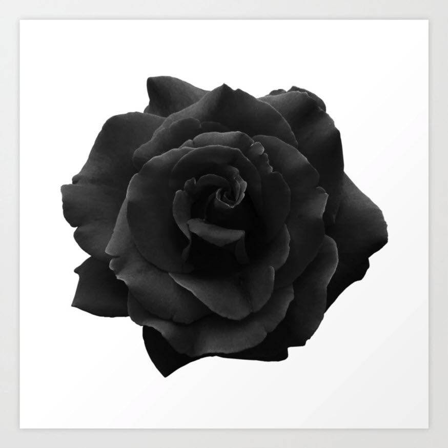 Bức tranh hoa hồng đen cực đẹp