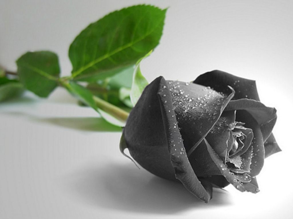 Cành hoa hồng đen nhỏ xinh cực đẹp