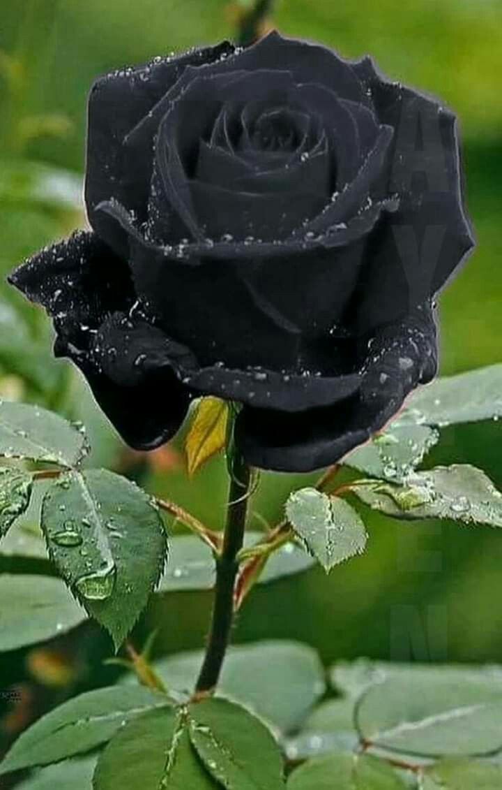 Cây hoa hồng đen sương đọng đẹp vô cùng