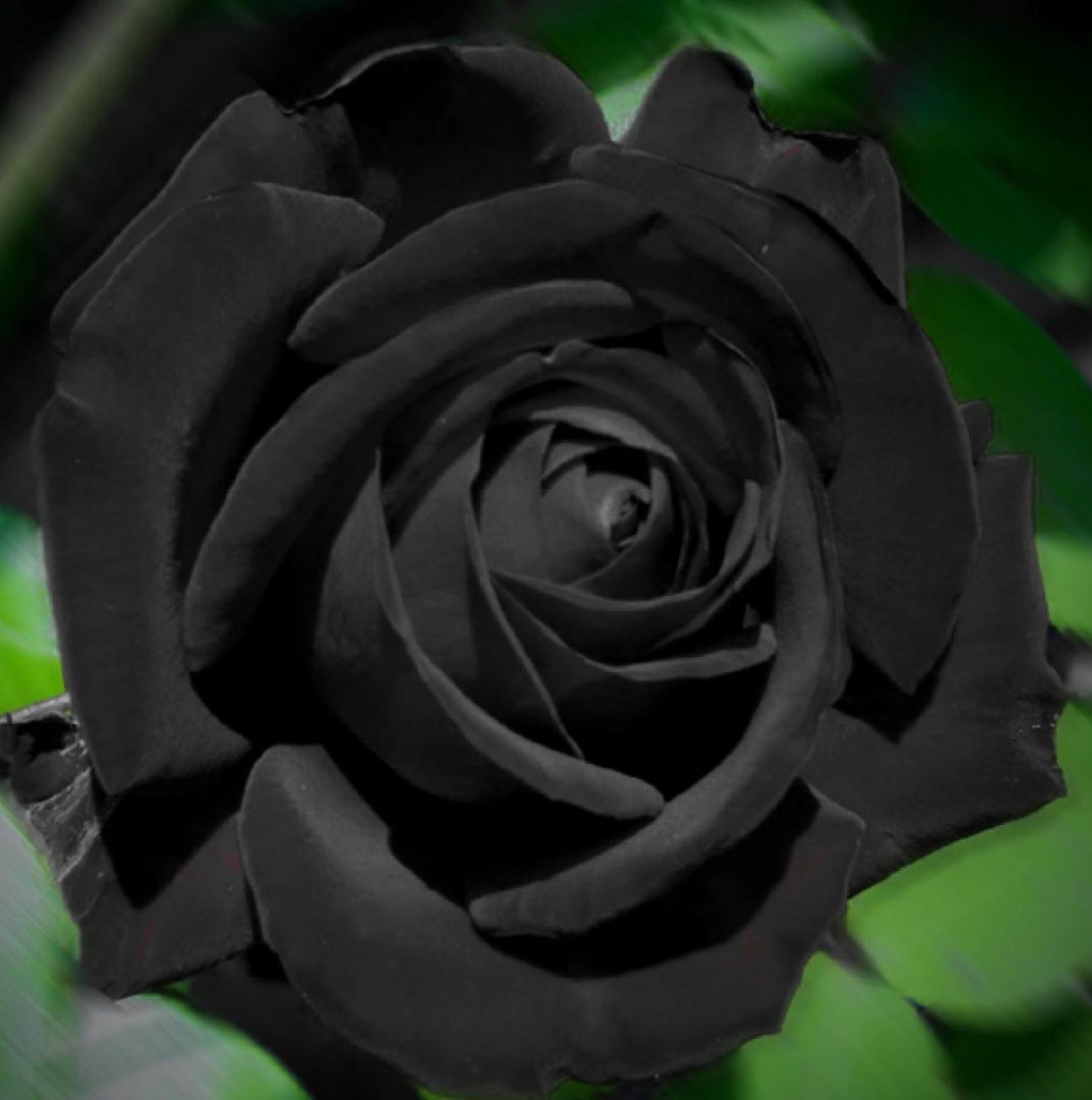 Hình ảnh bông hoa hồng đen cực đẹp