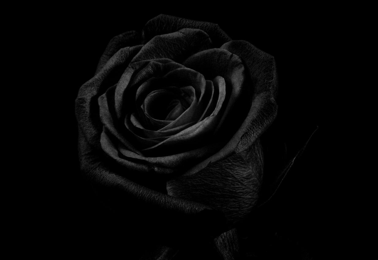 Hình ảnh bông hoa hồng đen đẹp