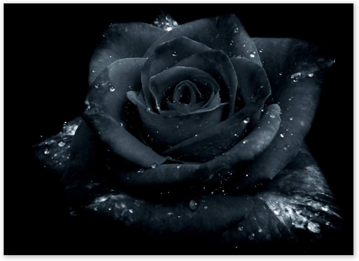 Hình ảnh bông hoa hồng đen đọng nước