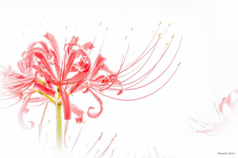 Hình ảnh hoa bỉ ngạn anime đẹp