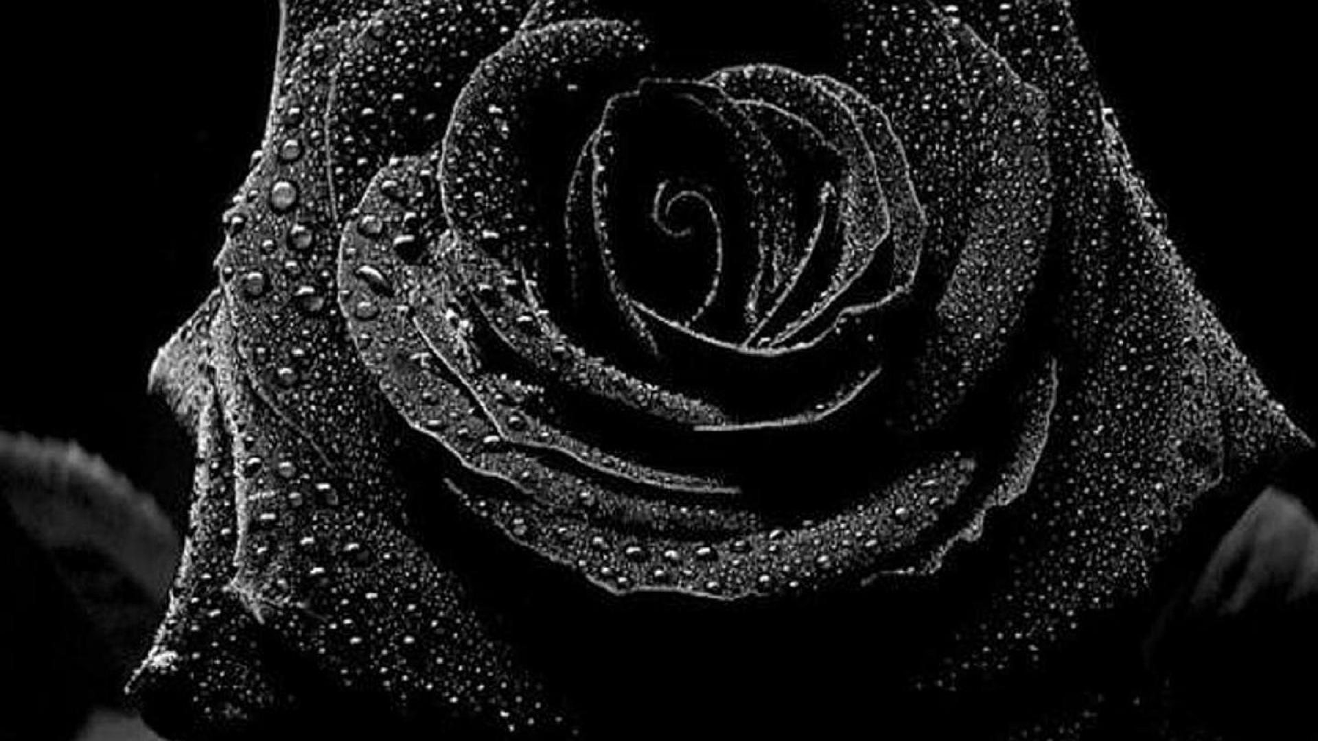Hình hoa hồng đen nước đọng