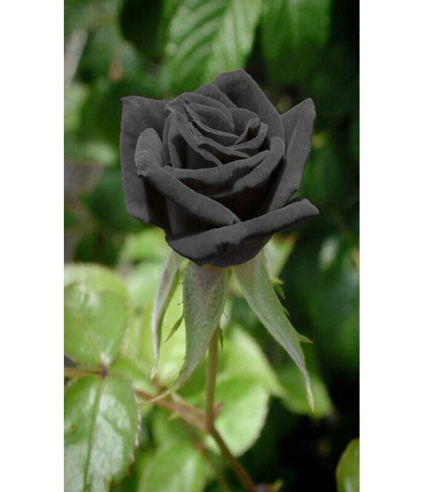 Hình hoa hồng đen rất đẹp