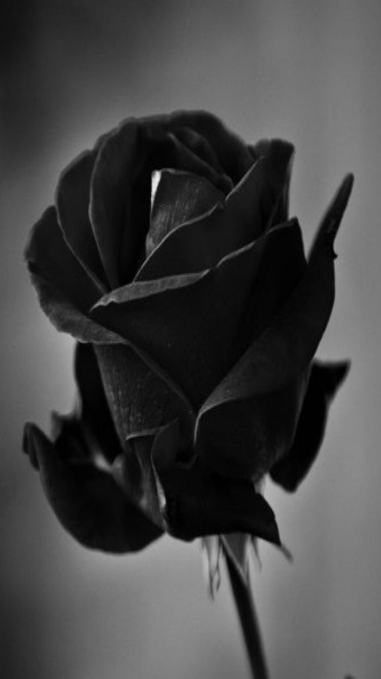Hoa hồng đen chưa kịp nở rộ