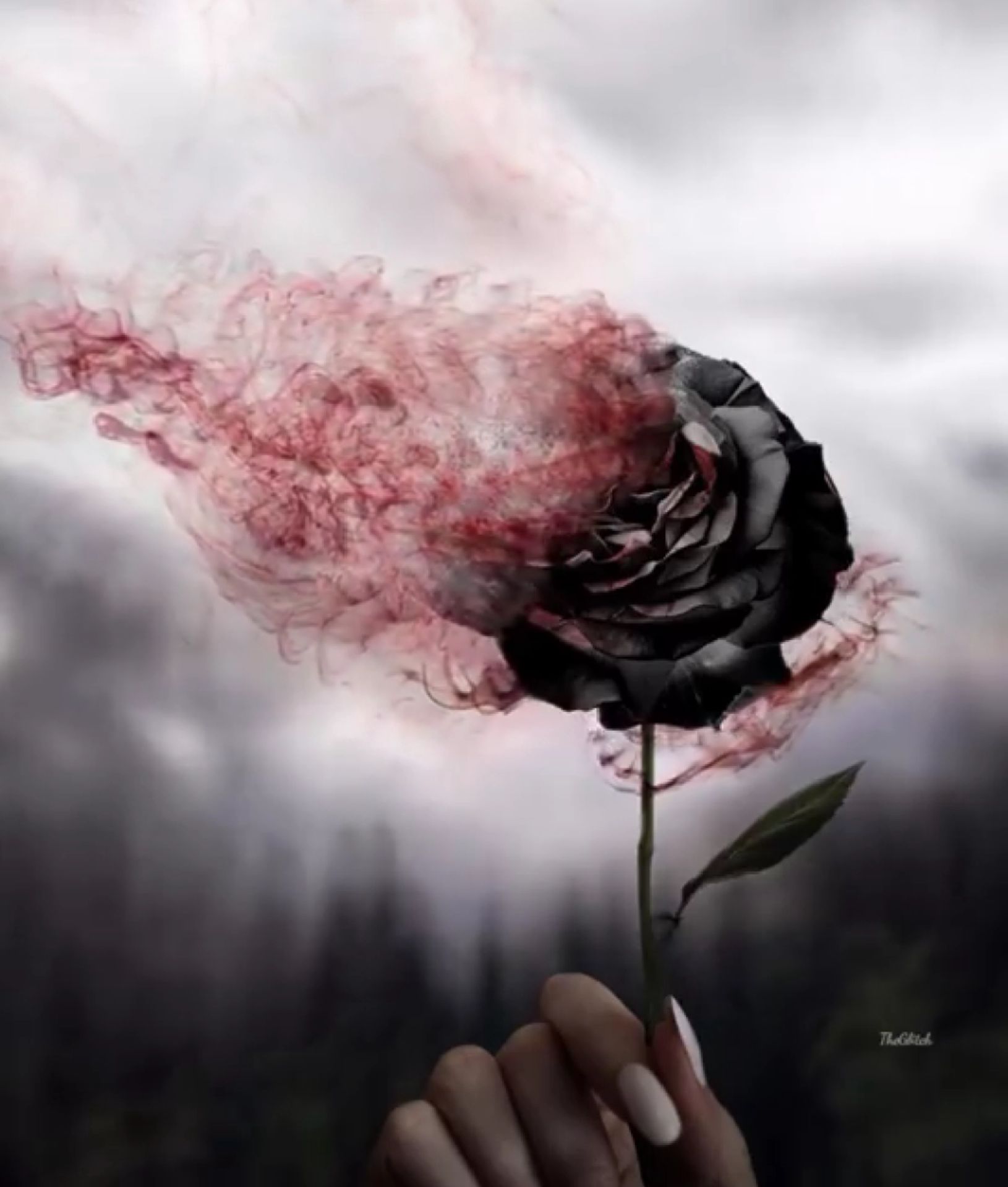 Hoa hồng đen tan biến thành bụi rất đẹp