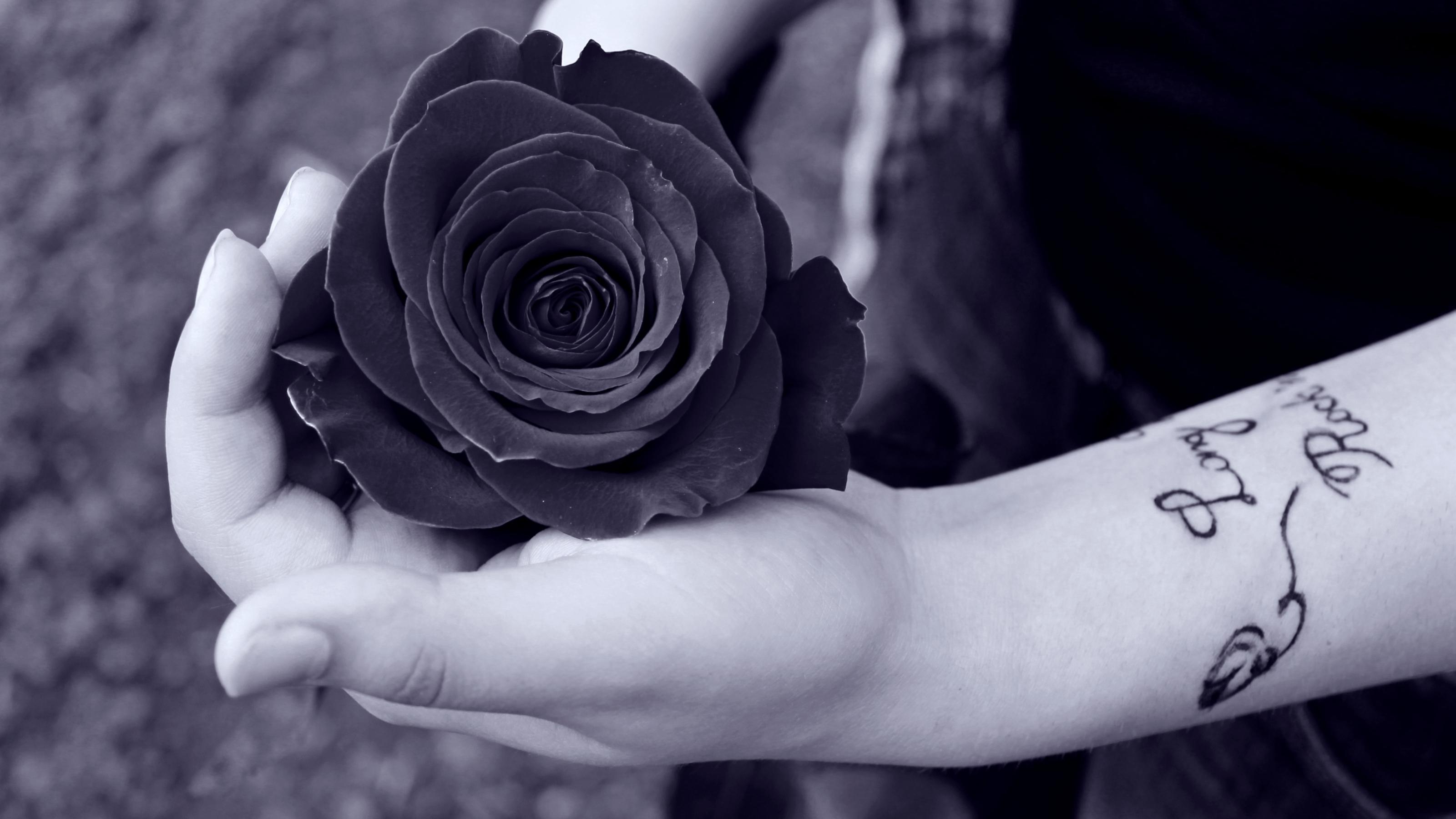 Tay nâng bông hoa hồng đen cực đẹp