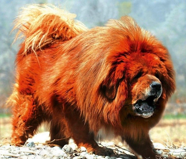 Ảnh chó chó ngao Tây Tạng lớn