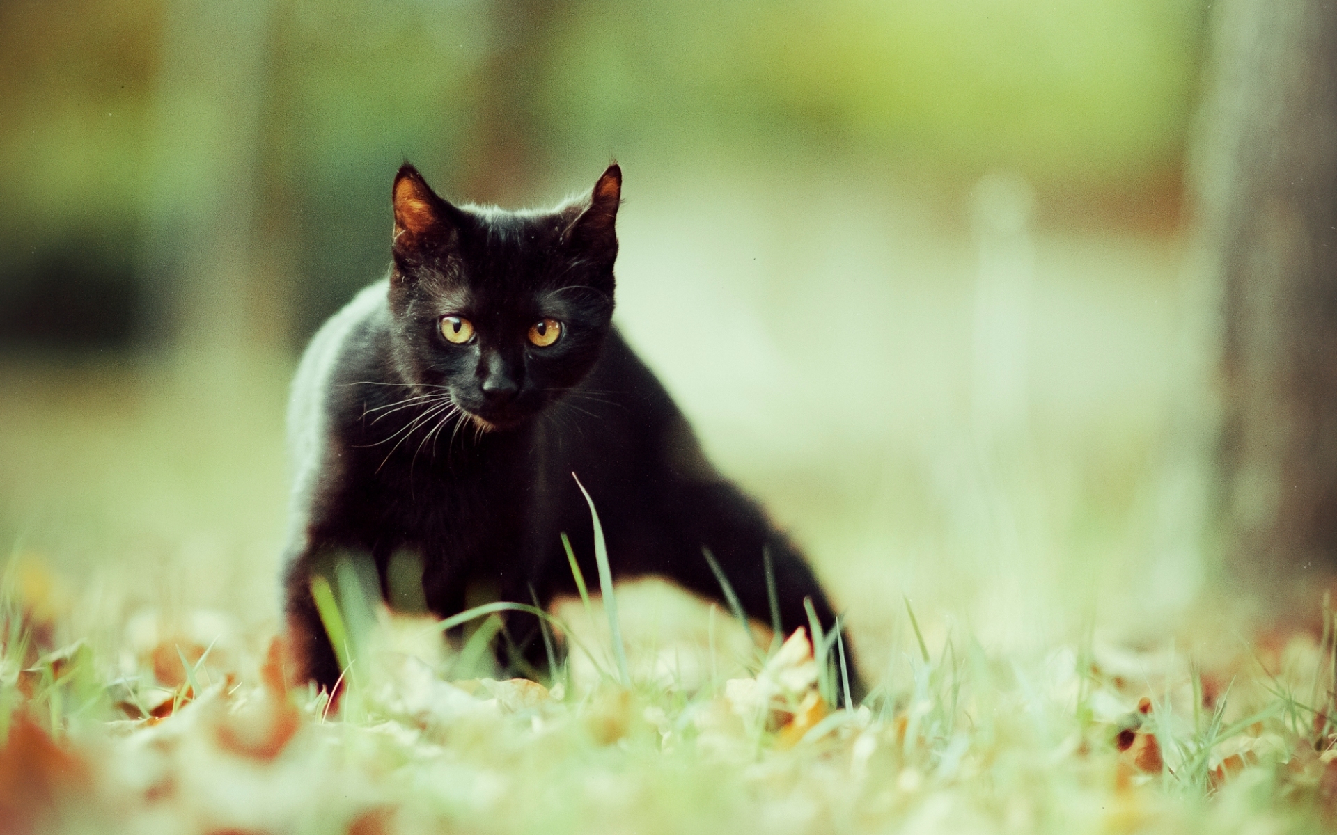 Ảnh đẹp mèo đen