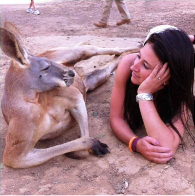 Ảnh hài hước người đẹp và kangaroo