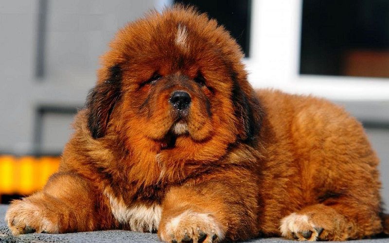 Hình ảnh của chó ngao Tây Tạng
